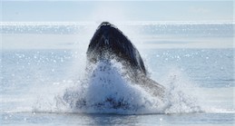 Humpback Whale Tongass